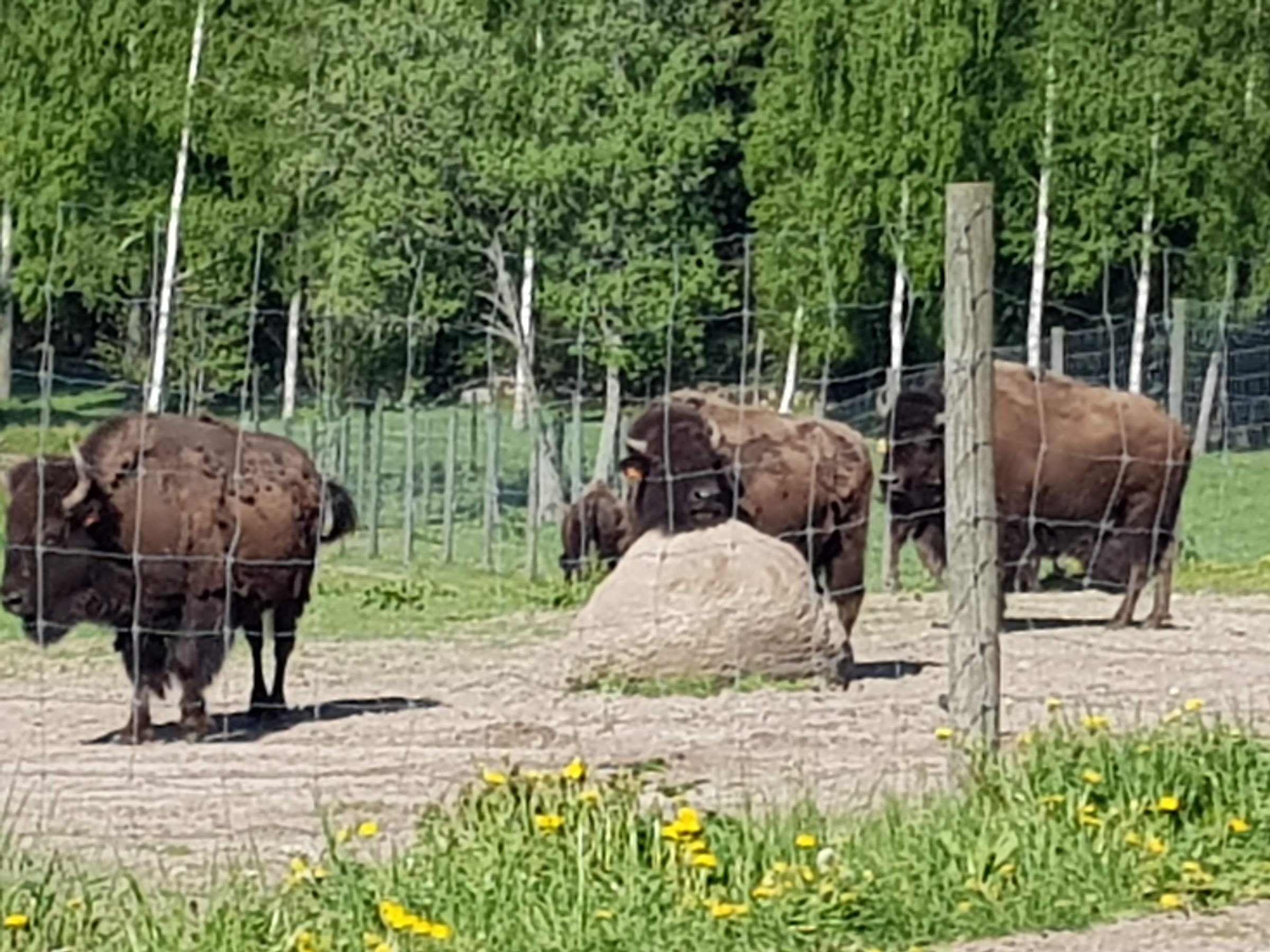 Bisonfarmen i Gate (Gate Bison Farm)